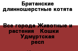 Британские длинношерстные котята - Все города Животные и растения » Кошки   . Удмуртская респ.,Ижевск г.